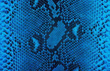 Reticulated python skin as background. Blue snake skin.