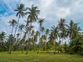 Green palms on the seacoast. Nature scenic landscape. Thailand