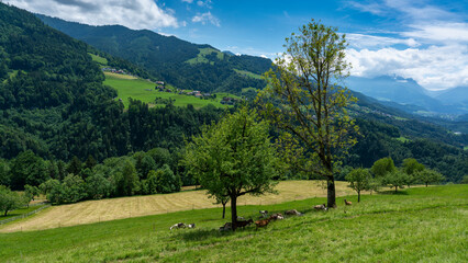 verschieden farbige Ziegen im Schatten von Bäumen auf der steilen Alpwiese bei Viktorsberg,...