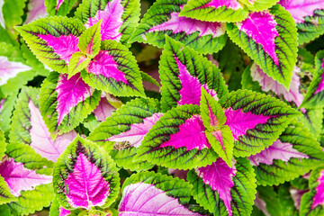 Colorful leaves background, nature background, spring and summer garden