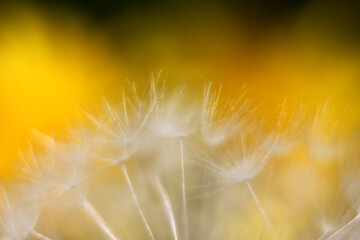 textured inflorescences of dandelion buds with a blurred natural background