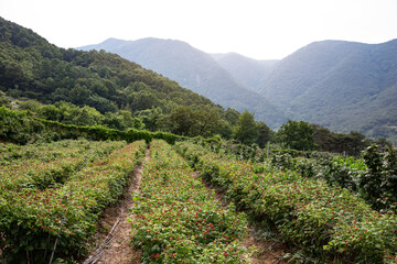Fototapeta na wymiar Panoramic view of raspberry fields in Korea