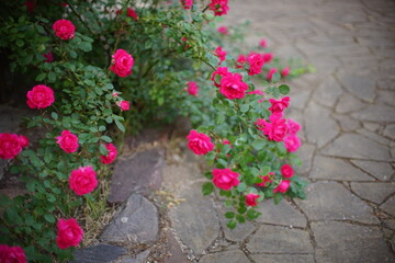 Beautiful bush wall of pink roses flowers in the garden with stone tiled floor