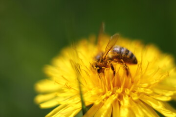 a bee collecting nectar in the yellow flowers of dandelions