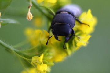 black horned beetle close-up on a yellow wildflower with a blurred background	