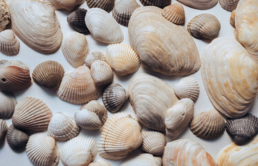 Light, beige and brown beautiful shells and mussels are evenly distributed on a white paper background. Natural texture, top view.