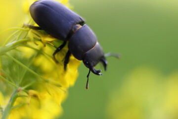 black horned beetle close-up on a yellow wildflower with a blurred background