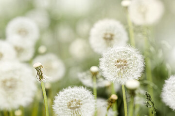 A beautiful white dandelion swings in the wind on a flower field. Beautiful green grass and flowers close-up. Atmospheric screensaver or postcard