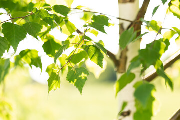 Birch grove in summer with green leaves.