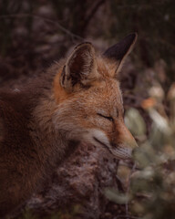 Plakat red fox portrait