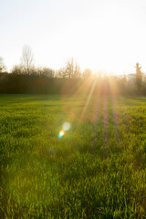 Obraz na płótnie Canvas Sun ray in green field