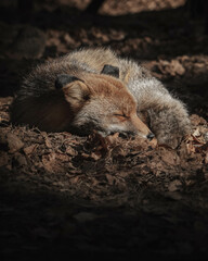 Protrait of a sleeping fox