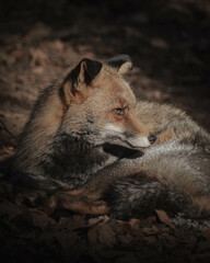 red fox portrait