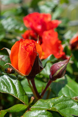 Makro von roten Rosenblüten im Garten, Blütenblätter umschlingen sich und sehen wie ein Knoten aus