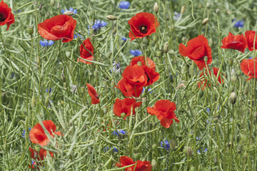 Fototapeta na wymiar Red poppies blossom on wild field. Lonely poppy. Red poppies in the summer field