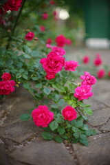 Bush of pink roses flowers in the garden with stone tiled floor