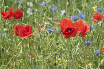 Fototapeta na wymiar Red poppies blossom on wild field. Lonely poppy. Red poppies in the summer field
