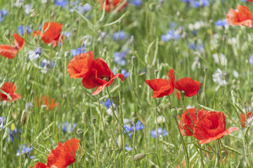 Naklejka na ściany i meble Red poppies blossom on wild field. Lonely poppy. Red poppies in the summer field