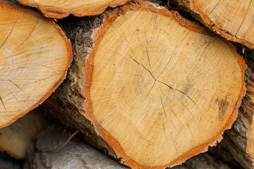 Naklejka premium 積み上げられた木材 丸太 薪