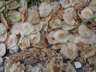 elm tree seeds, texture