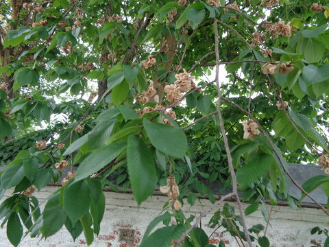tree, elm-tree