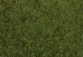 Green background. Tree needles. The concept of fallen needles from the Christmas tree.