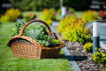 Plants in a Woven Basket for Garden Design
