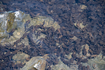 A lot of tadpoles under the water