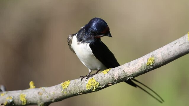 Barn swallow, Hirundo rustica. A bird brushing her feathers