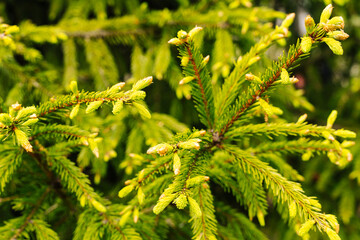 young buds and shoots on the branches of a green Christmas tree