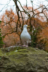 Fauna and Flora in St. Stephens Garden Park, Wild birds, green trees, city wildlife, Dublin, Ireland