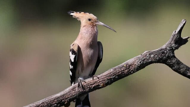 Eurasian hoopoe, Upupa epops. The male sings, calling to the female
