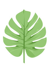green leaf isolated on white background, monstera, монстера