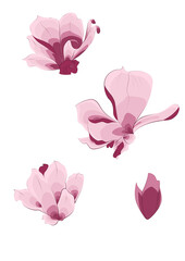 pink rose flower, magnolia, магнолия