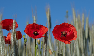 Red fresh poppy flowers in cornfield against blue sky in nature