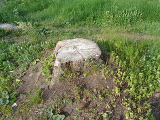 stump