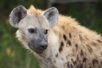 Tuinposter Tüpfelhyäne / Spotted hyaena / Crocuta crocuta... © Ludwig