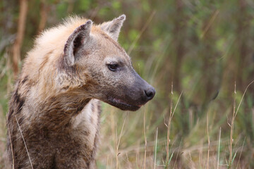 Tüpfelhyäne / Spotted hyaena / Crocuta crocuta...