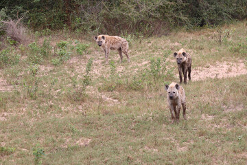Tüpfelhyäne / Spotted hyaena / Crocuta crocuta...