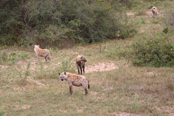 Naklejka na ściany i meble Tüpfelhyäne / Spotted hyaena / Crocuta crocuta...