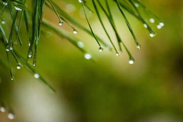 Dripping wet pine needles in a rainy day, close-up, green bokeh background 3 - Powered by Adobe