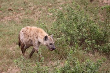 T&uuml;pfelhy&auml;ne / Spotted hyaena / Crocuta crocuta...