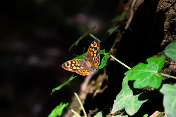 butterfly on a flower