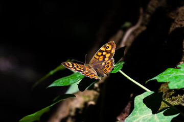 butterfly on a leaf