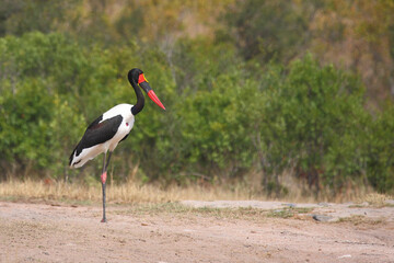 Sattelstorch / Saddle-billed stork / Ephippiorhynchus senegalensis