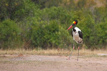 Sattelstorch / Saddle-billed stork / Ephippiorhynchus senegalensis