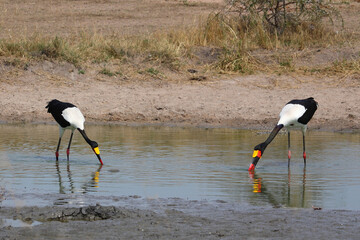 Sattelstorch / Saddle-billed stork / Ephippiorhynchus senegalensis