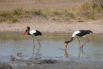 Sattelstorch / Saddle-billed stork / Ephippiorhynchus senegalensis