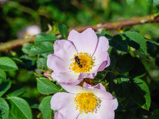 Blooming pink dog rose with a bee collecting pollen