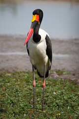 Sattelstorch / Saddle-billed stork / Ephippiorhynchus senegalensis